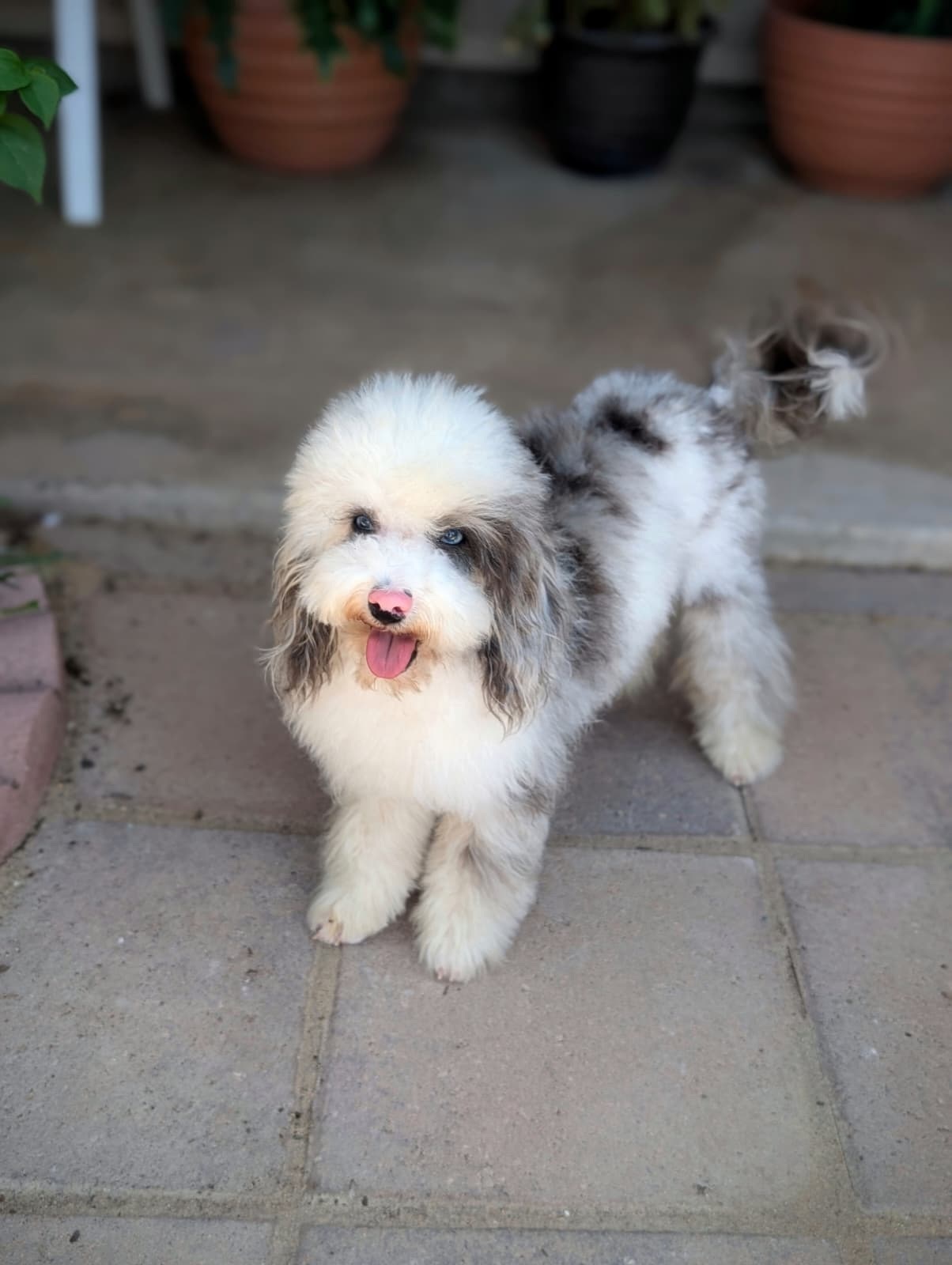 Bewilderbeast - Sire